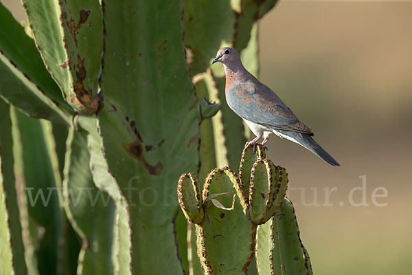 Palmtaube (Streptopelia senegalensis)