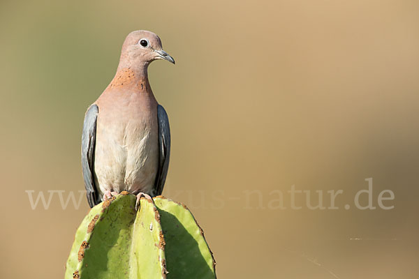 Palmtaube (Streptopelia senegalensis)