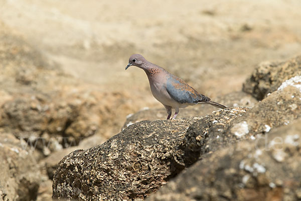 Palmtaube (Streptopelia senegalensis)