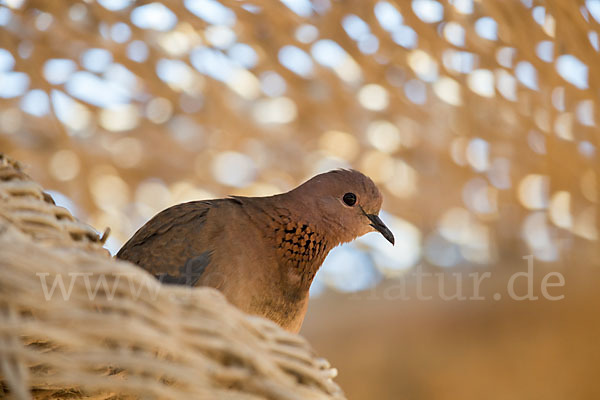 Palmtaube (Streptopelia senegalensis)