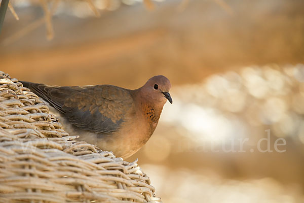 Palmtaube (Streptopelia senegalensis)