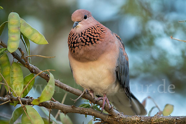 Palmtaube (Streptopelia senegalensis)