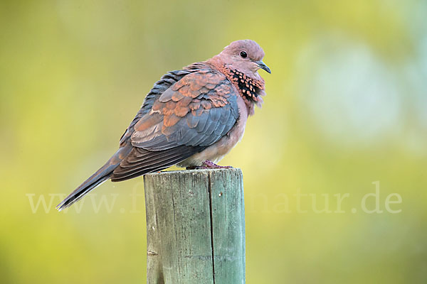 Palmtaube (Streptopelia senegalensis)