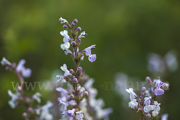 Pannonische Katzenminze (Nepeta nuda)