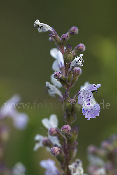 Pannonische Katzenminze (Nepeta nuda)