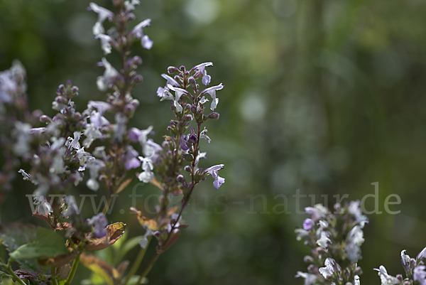 Pannonische Katzenminze (Nepeta nuda)