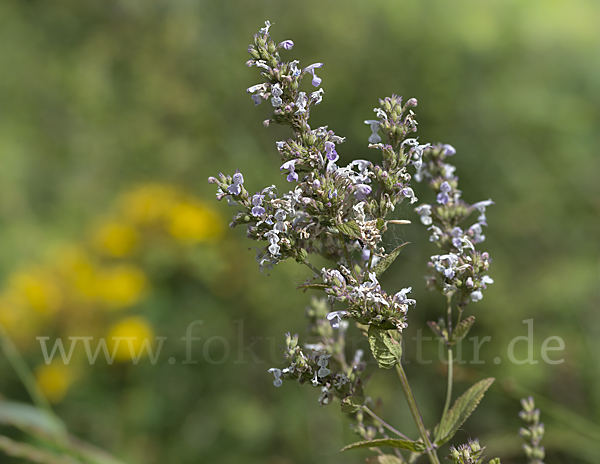 Pannonische Katzenminze (Nepeta nuda)