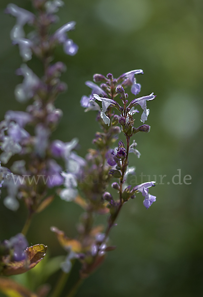 Pannonische Katzenminze (Nepeta nuda)