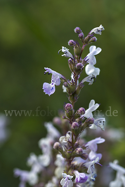 Pannonische Katzenminze (Nepeta nuda)