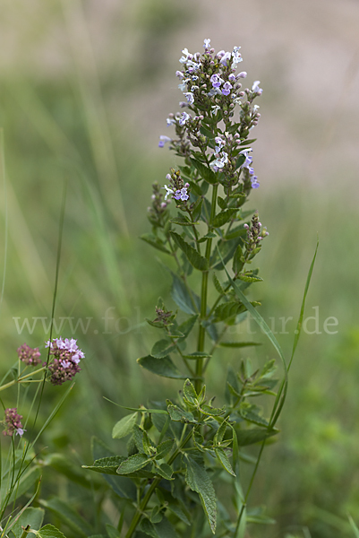 Pannonische Katzenminze (Nepeta nuda)