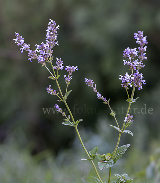 Pannonische Katzenminze (Nepeta nuda)