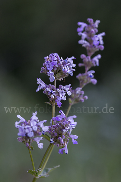 Pannonische Katzenminze (Nepeta nuda)