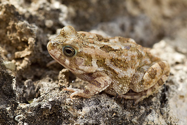 Pantherkröte (Amietophrynus regularis)