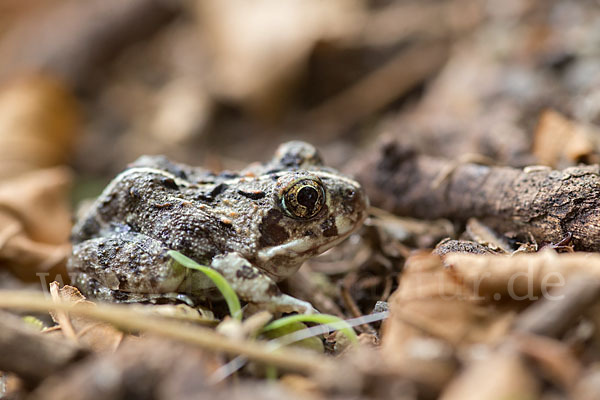 Pantherkröte (Amietophrynus regularis)