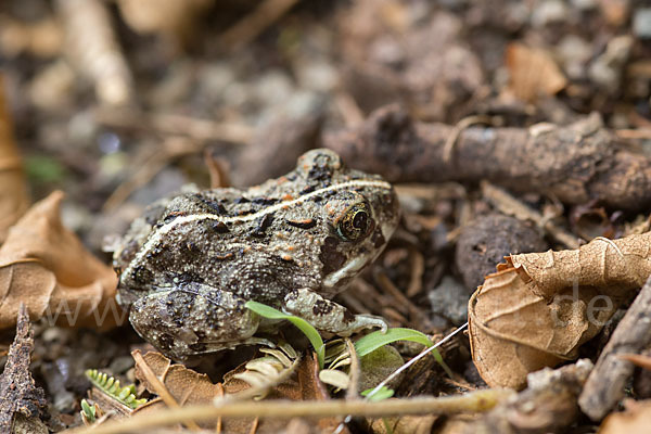 Pantherkröte (Amietophrynus regularis)