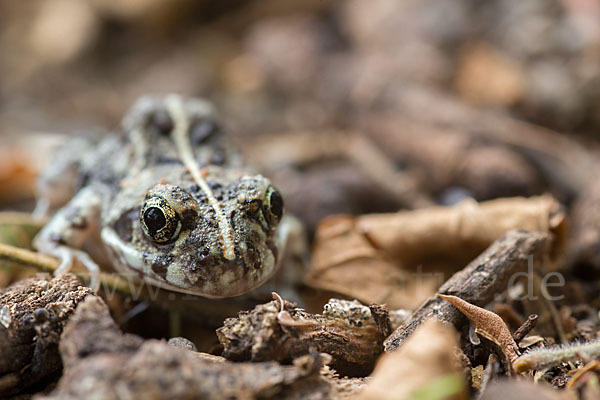 Pantherkröte (Amietophrynus regularis)