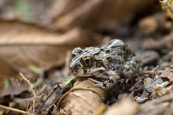 Pantherkröte (Amietophrynus regularis)