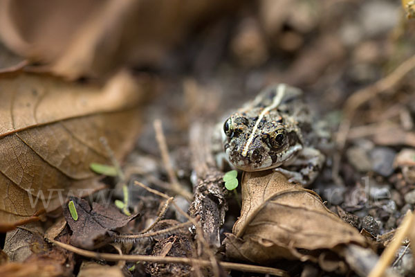 Pantherkröte (Amietophrynus regularis)