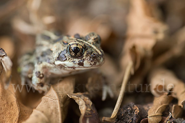 Pantherkröte (Amietophrynus regularis)