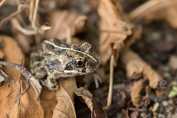 Pantherkröte (Amietophrynus regularis)