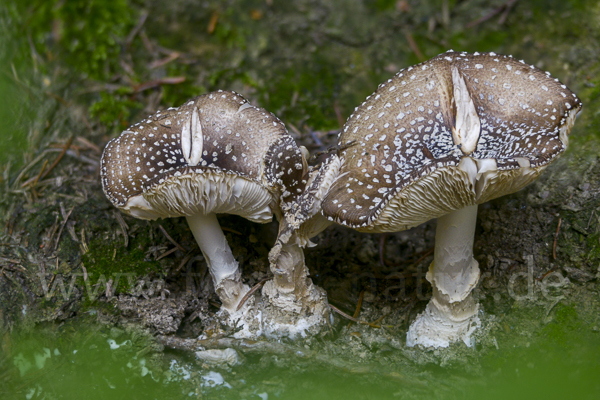 Pantherpilz (Amanita pantherina)