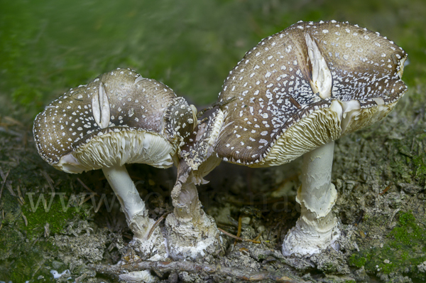 Pantherpilz (Amanita pantherina)