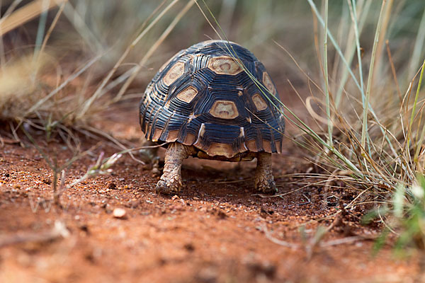 Pantherschildkröte (Stigmochelys pardalis)