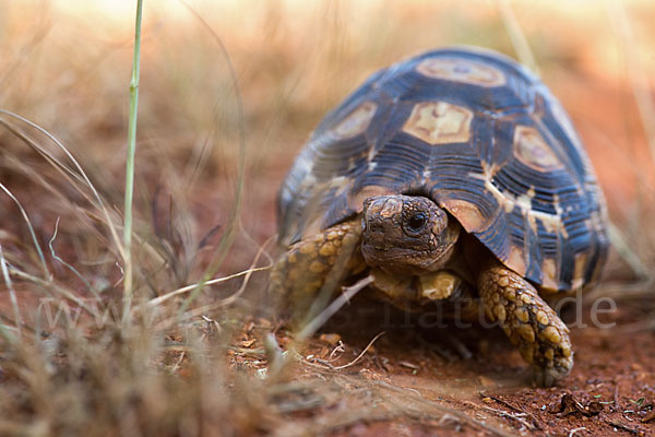 Pantherschildkröte (Stigmochelys pardalis)