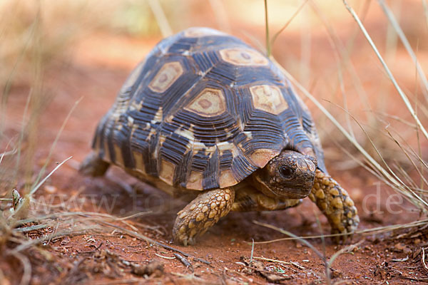 Pantherschildkröte (Stigmochelys pardalis)