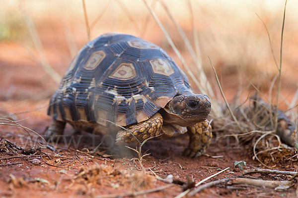 Pantherschildkröte (Stigmochelys pardalis)