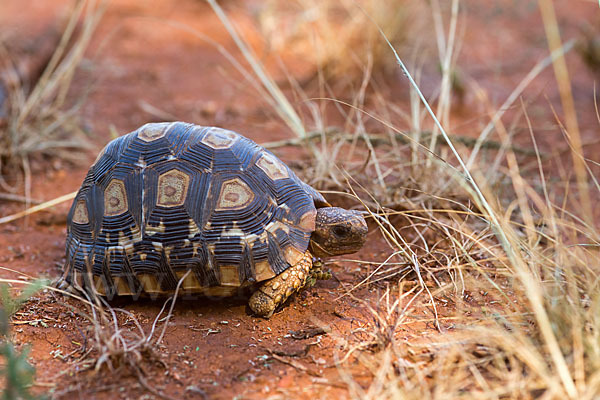 Pantherschildkröte (Stigmochelys pardalis)