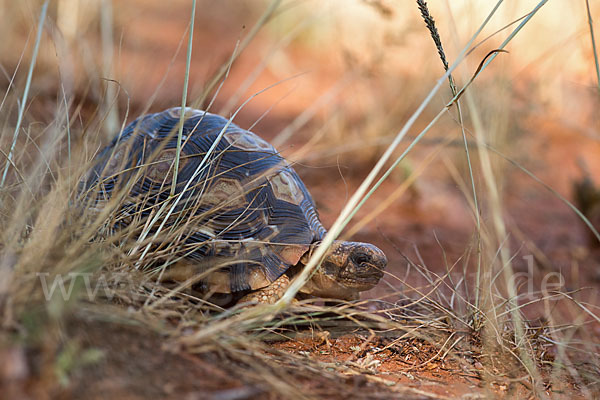 Pantherschildkröte (Stigmochelys pardalis)