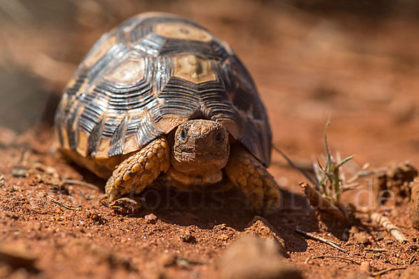 Pantherschildkröte (Stigmochelys pardalis)