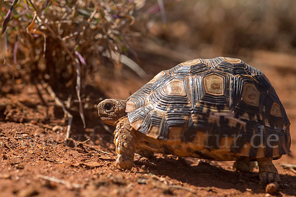 Pantherschildkröte (Stigmochelys pardalis)