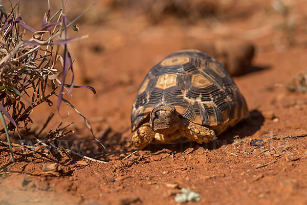 Pantherschildkröte (Stigmochelys pardalis)