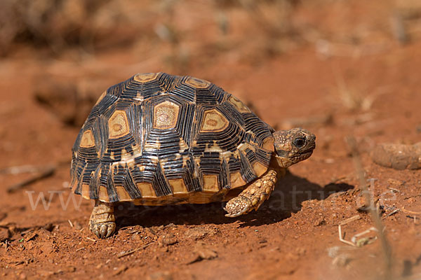 Pantherschildkröte (Stigmochelys pardalis)