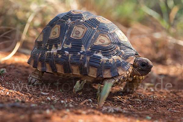 Pantherschildkröte (Stigmochelys pardalis)