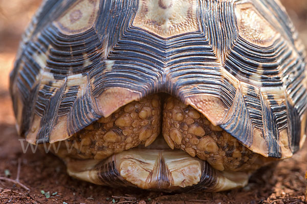 Pantherschildkröte (Stigmochelys pardalis)