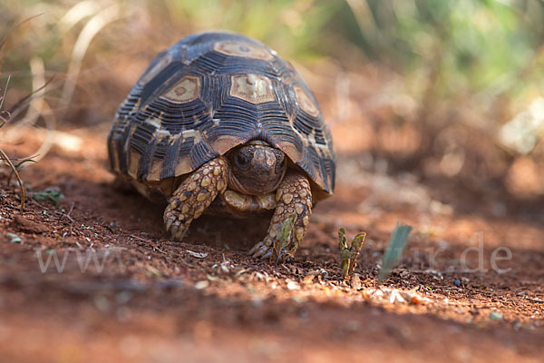 Pantherschildkröte (Stigmochelys pardalis)