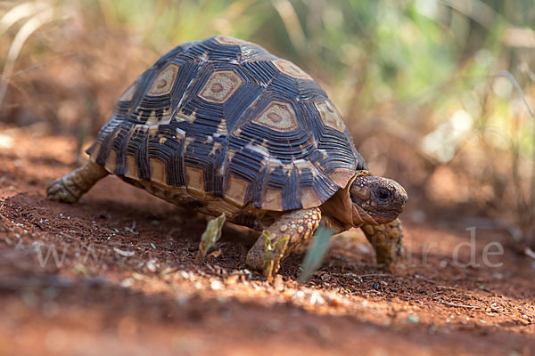 Pantherschildkröte (Stigmochelys pardalis)