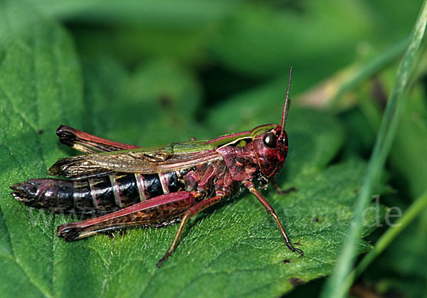 Panzers Grashüpfer (Stenobothrus lineatus)