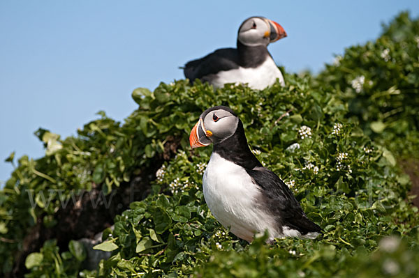 Papageitaucher (Fratercula arctica)