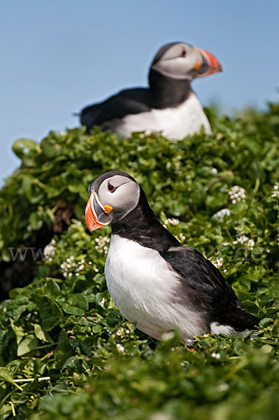 Papageitaucher (Fratercula arctica)