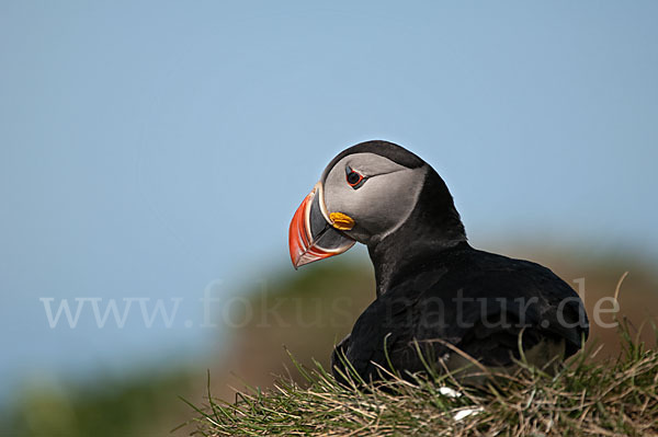 Papageitaucher (Fratercula arctica)