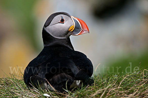 Papageitaucher (Fratercula arctica)