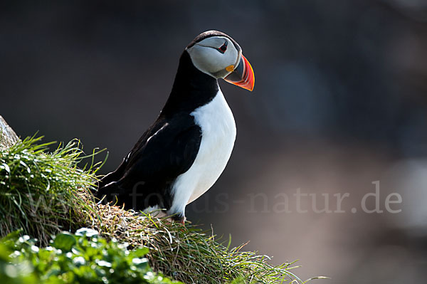 Papageitaucher (Fratercula arctica)