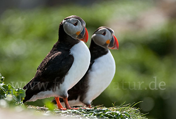 Papageitaucher (Fratercula arctica)