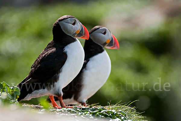 Papageitaucher (Fratercula arctica)