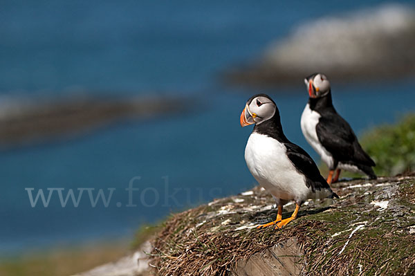 Papageitaucher (Fratercula arctica)