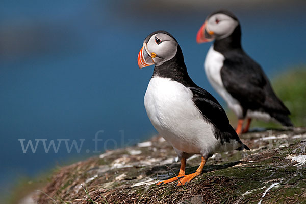 Papageitaucher (Fratercula arctica)